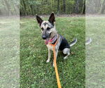 Small #3 German Shepherd Dog