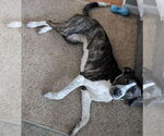 Small #8 American Pit Bull Terrier-Saint Bernard Mix
