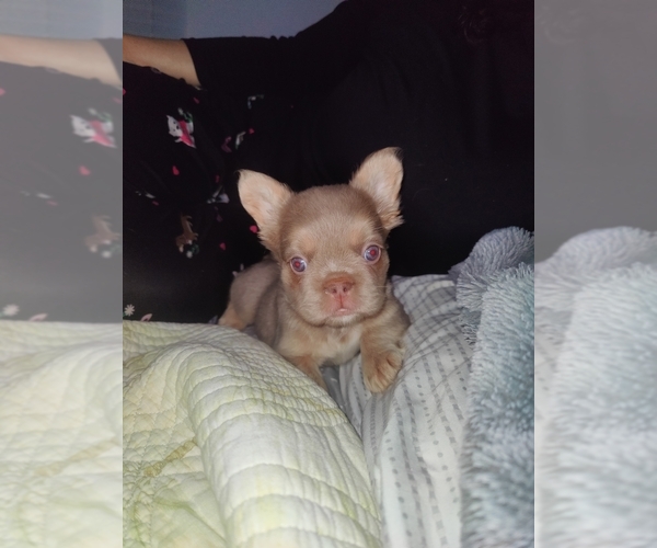 Medium Photo #12 French Bulldog Puppy For Sale in HIGHLAND VILL, TX, USA
