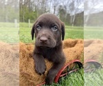 Small Photo #4 Labrador Retriever Puppy For Sale in NEOLA, WV, USA