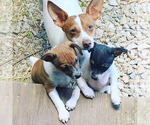 Small Photo #5 Rat Terrier Puppy For Sale in WHITAKERS, NC, USA