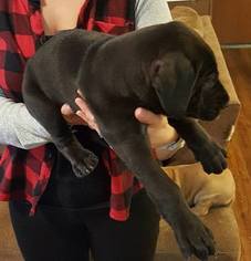 Great Dane Puppy for sale in LEXINGTON, TN, USA