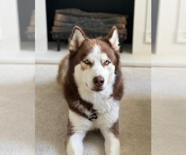 Medium Photo #1 Siberian Husky Puppy For Sale in TAMPA, FL, USA