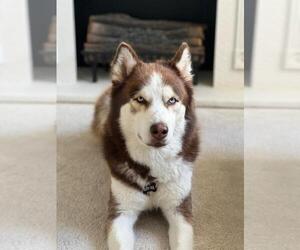 Father of the Siberian Husky puppies born on 11/02/2025