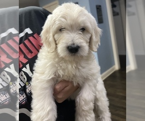 Goldendoodle Puppy for sale in SOUTHBURY, CT, USA