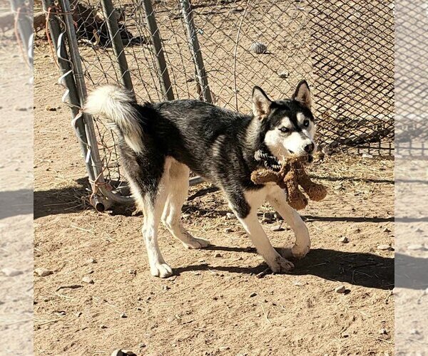 Medium Photo #2 Siberian Husky Puppy For Sale in Peralta, NM, USA