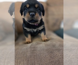 Rottweiler Puppy for sale in CRESTLINE, CA, USA
