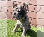 Small Photo #11 French Bulldog Puppy For Sale in BIRMINGHAM, AL, USA