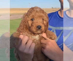 Goldendoodle (Miniature) Puppy for sale in HULL, IA, USA