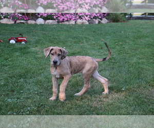 Great Dane Puppy for sale in SHILOH, OH, USA