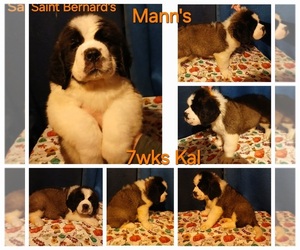 Saint Bernard Puppy for sale in PHILIPSBURG, PA, USA