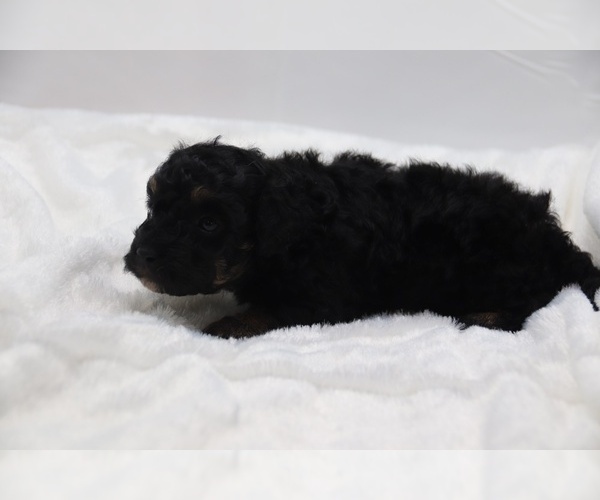 Medium Photo #49 Cockapoo Puppy For Sale in RIPLEY, TN, USA