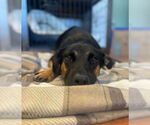 Small #5 German Shepherd Dog Mix