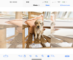 Small Photo #5 Golden Retriever Puppy For Sale in SOMERVILLE, AL, USA
