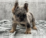 Small French Bulldog