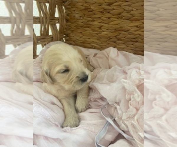 Medium Photo #23 Golden Retriever Puppy For Sale in MERCED, CA, USA