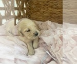 Small #22 Golden Retriever