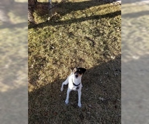 Mother of the Jack Russell Terrier puppies born on 03/03/2019