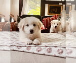 Small #5 Great Pyrenees