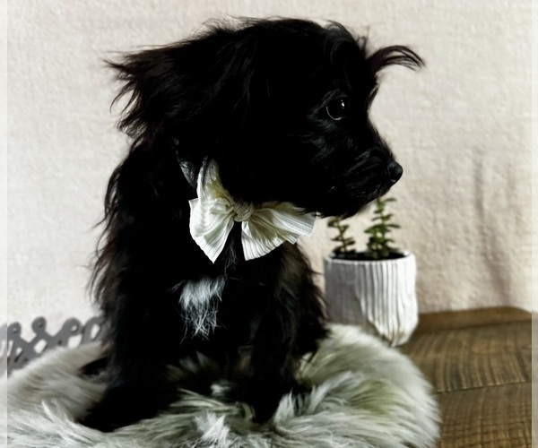 Medium Photo #2 YorkiePoo Puppy For Sale in NAPPANEE, IN, USA
