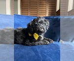 Small Photo #13 Golden Mountain Doodle  Puppy For Sale in AUBURNDALE, FL, USA