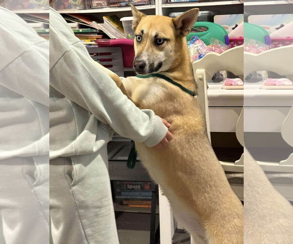 Medium Photo #6 Mutt Puppy For Sale in Westwood, NJ, USA