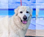 Small #9 Great Pyrenees