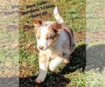 Small Photo #10 Border Collie Puppy For Sale in BYBEE, TN, USA