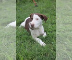 Small #1 Labrador Retriever Mix