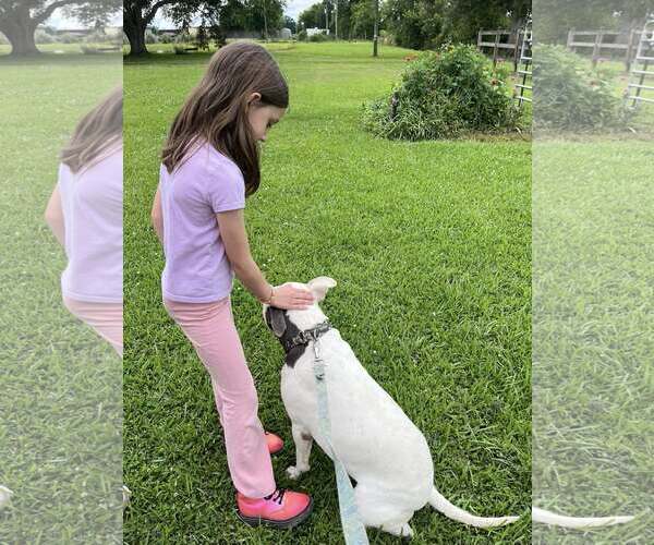 Medium Photo #4 Mutt Puppy For Sale in Oakhurst, NJ, USA