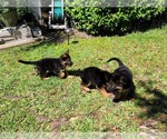 Small Photo #12 German Shepherd Dog Puppy For Sale in ORLANDO, FL, USA