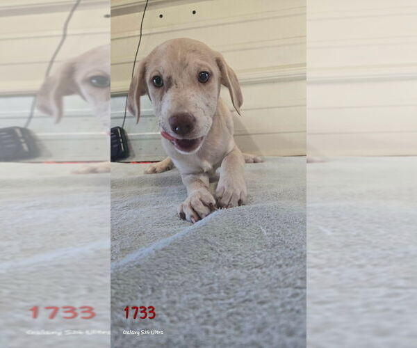 Medium Photo #1 Catahoula Leopard Dog-Labrador Retriever Mix Puppy For Sale in Foristell, MO, USA