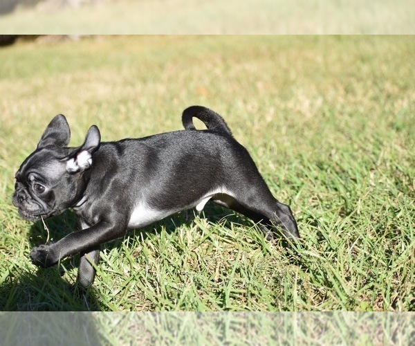 Medium Photo #7 Pug Puppy For Sale in PALM COAST, FL, USA