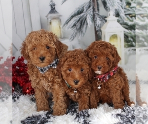 Poodle (Toy) Puppy for sale in BECKS MILLS, OH, USA