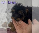 Small #1 Yorkshire Terrier