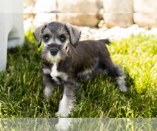 Medium Photo #27 Schnauzer (Miniature) Puppy For Sale in MILLERSBURG, IN, USA