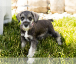 Puppy Susie Schnauzer (Miniature)