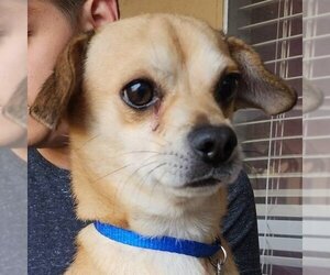 Chihuahua-Unknown Mix Dogs for adoption in Lake Forest, CA, USA