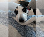 Small #2 Dachshund Mix