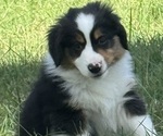 Small #6 Miniature American Shepherd