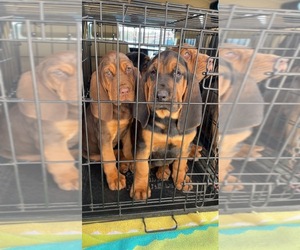 Bloodhound Puppy for sale in GLEN SAINT MARY, FL, USA
