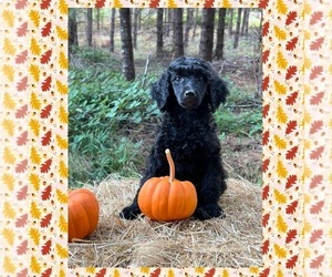 Poodle (Standard) Puppy for sale in WILSONVILLE, OR, USA