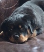 Small Photo #6 Rottweiler Puppy For Sale in BEVERLY HILLS, CA, USA