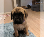 Puppy 5 Mastiff