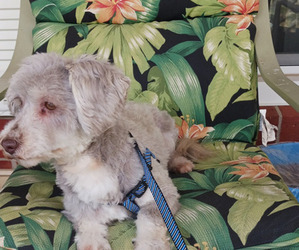 Havanese Puppy for sale in WINSTON SALEM, NC, USA