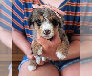 Medium Bernedoodle (Miniature)