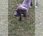 Small #2 Labrador Retriever Mix