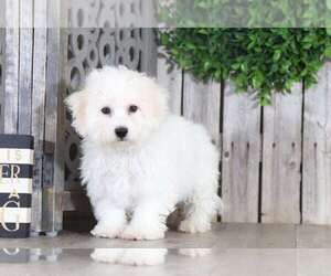 Bichon Frise Puppy for sale in MOUNT VERNON, OH, USA