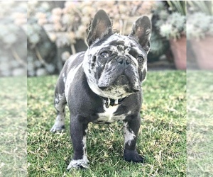 Father of the French Bulldog puppies born on 03/31/2022