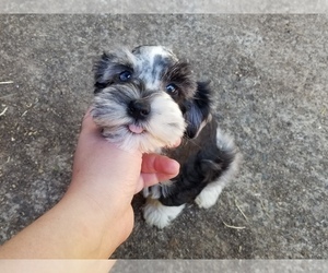 Schnauzer (Miniature) Puppy for sale in CANBY, OR, USA